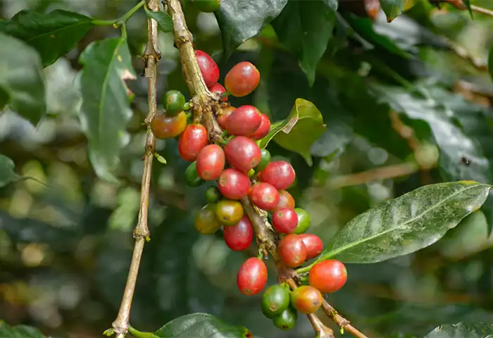 Finca cafetera